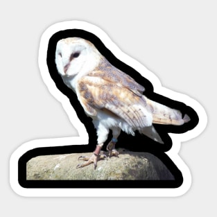 Barn Owl on a Rock Sticker